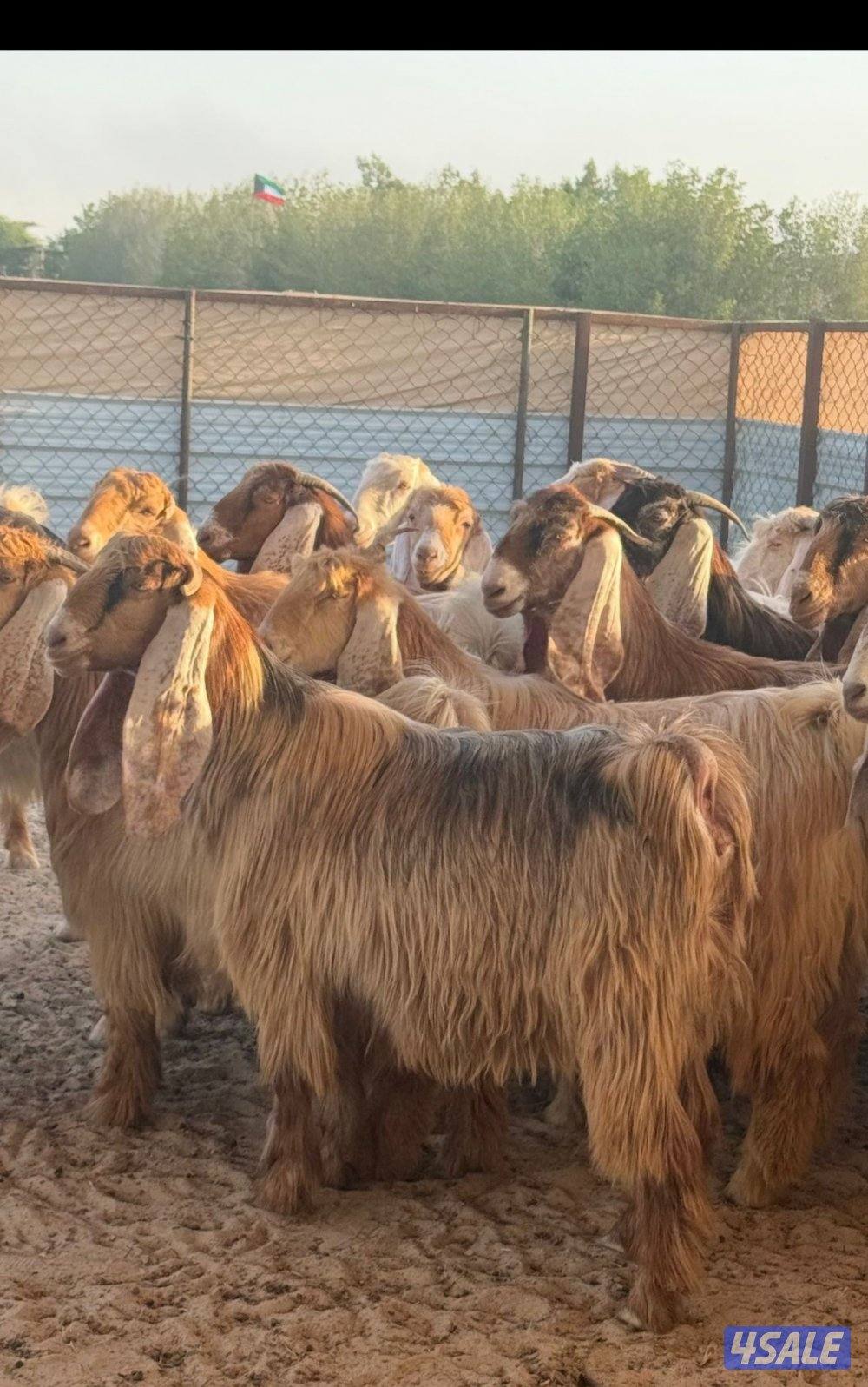 السلام عليكم للبيع جذعات عوراض ملاوين تبارك الرحمن خصم الخصم العدد 220