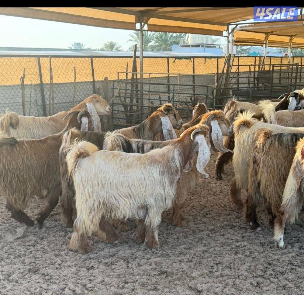 السلام عليكم للبيع جذعات عوراض ملاوين تبارك الرحمن خصم الخصم العدد 221