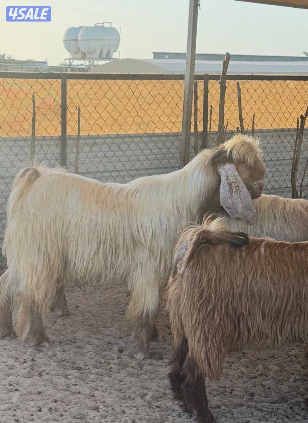 السلام عليكم للبيع جذعات عوراض ملاوين تبارك الرحمن خصم الخصم العدد 222