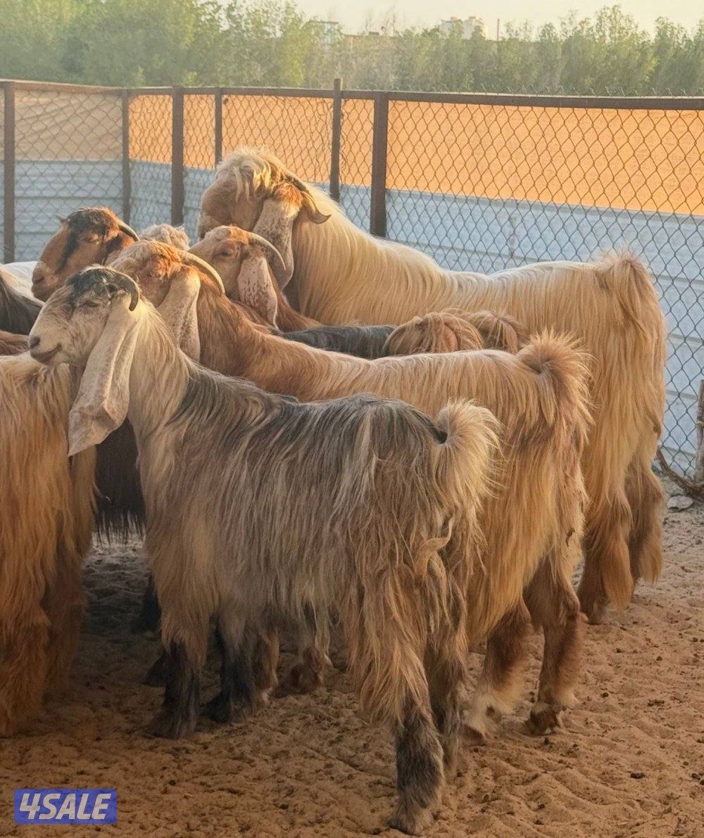 السلام عليكم للبيع جذعات عوراض ملاوين تبارك الرحمن خصم الخصم العدد 223