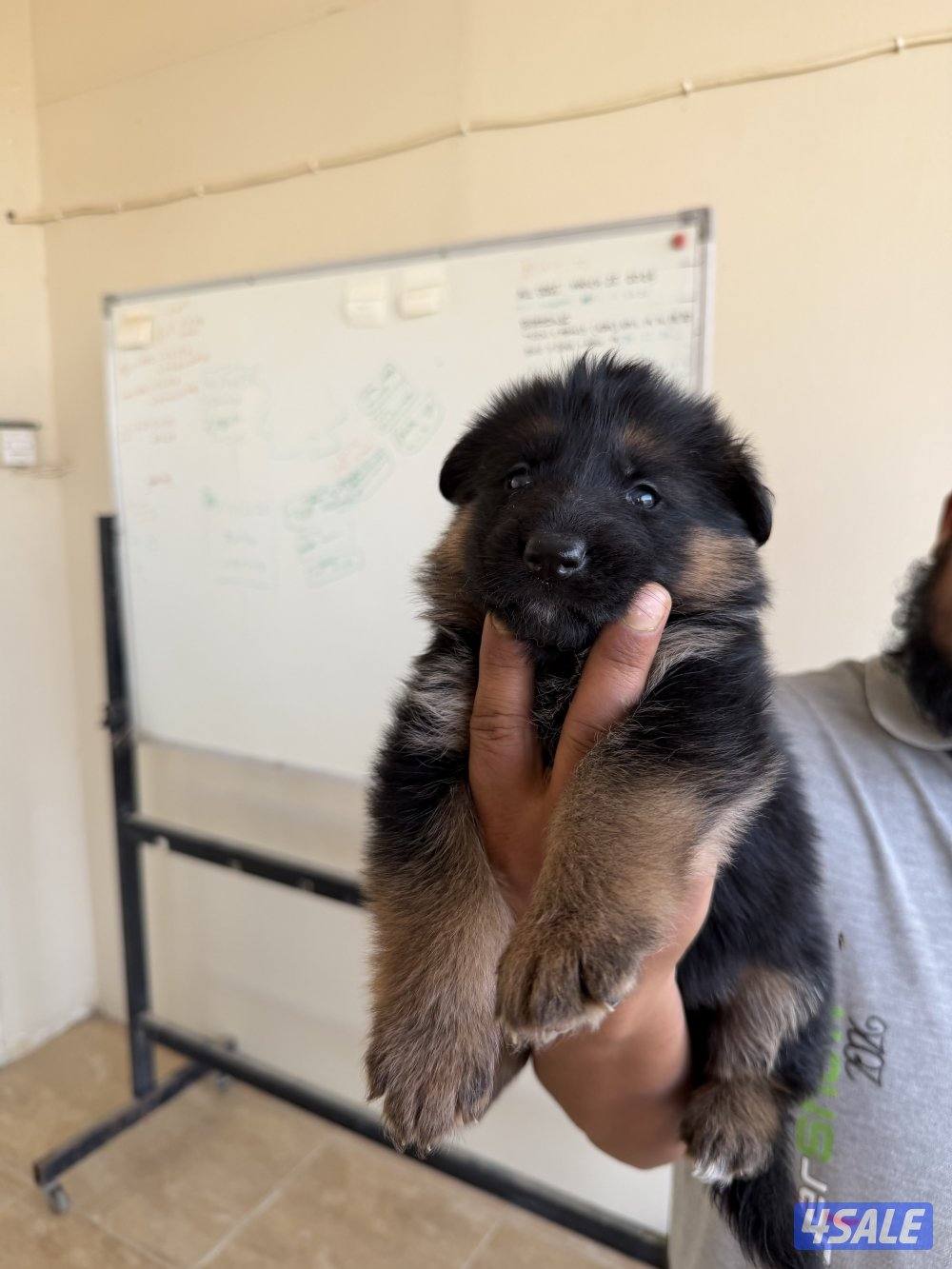 للبيع يراوه جيرمن شيبرد1