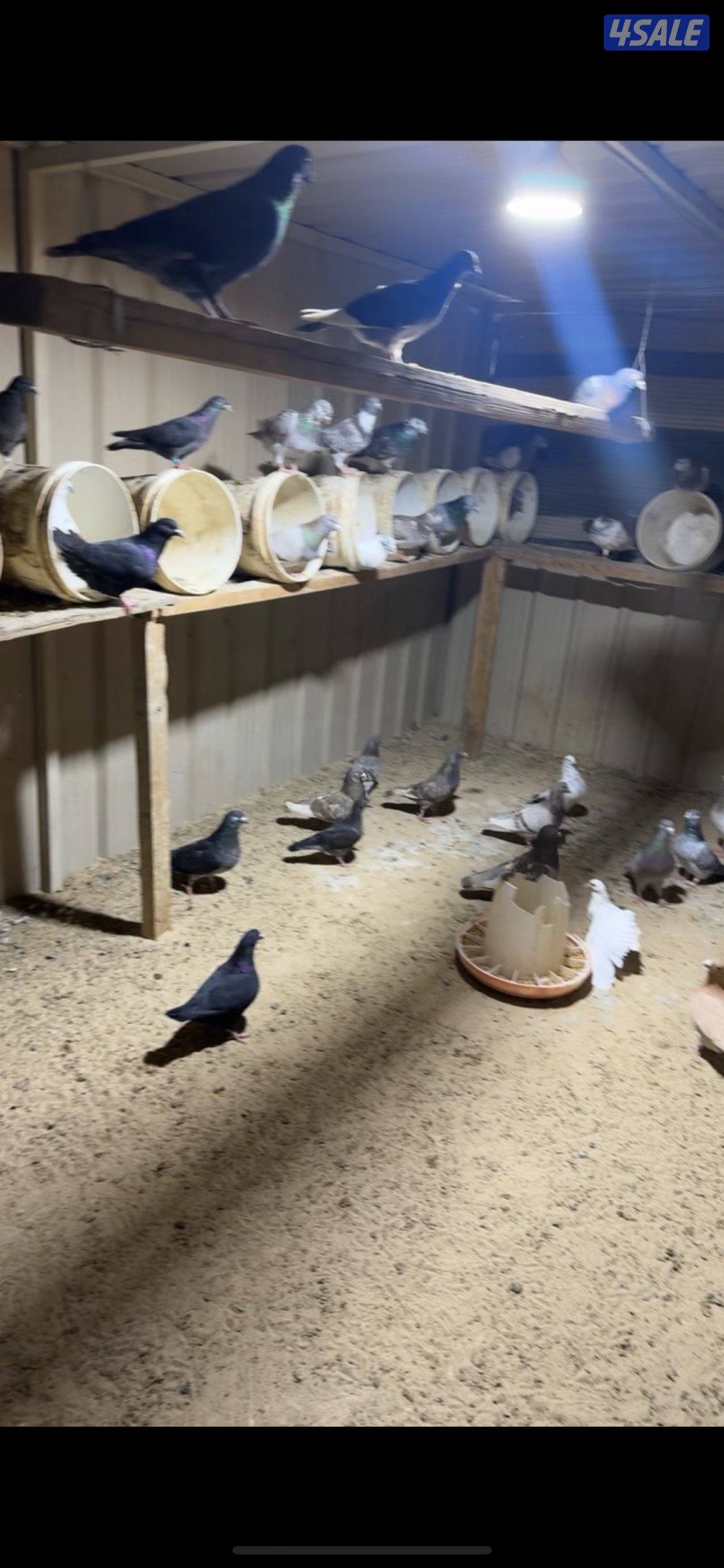 للبيع حمام جبره ٩٢ طير كلهم ازواح0