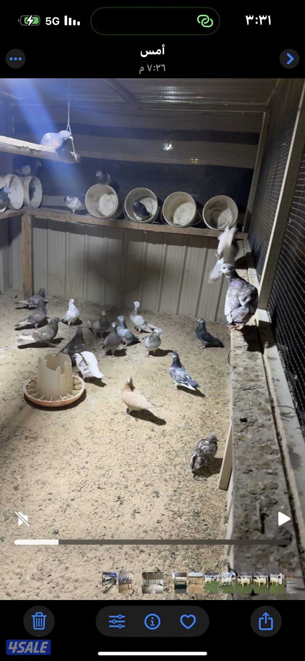 للبيع حمام جبره ٩٢ طير كلهم ازواح1