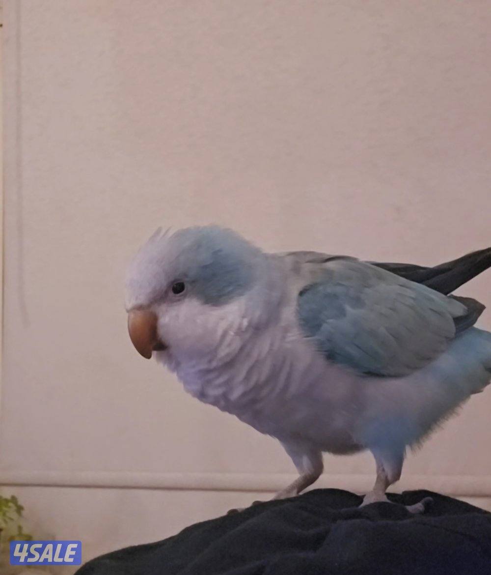 طائر كويكر مفقود0