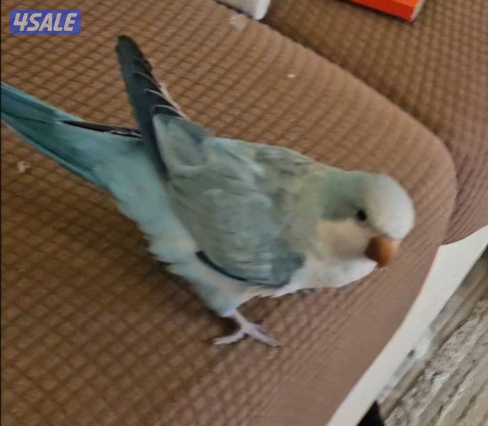 طائر كويكر مفقود1