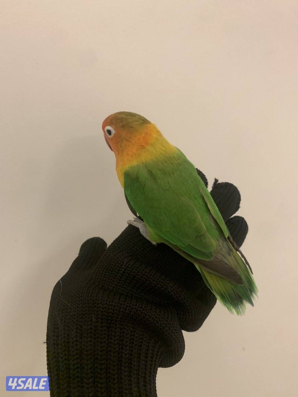 للبيع  ببغاء +زوج فشر1