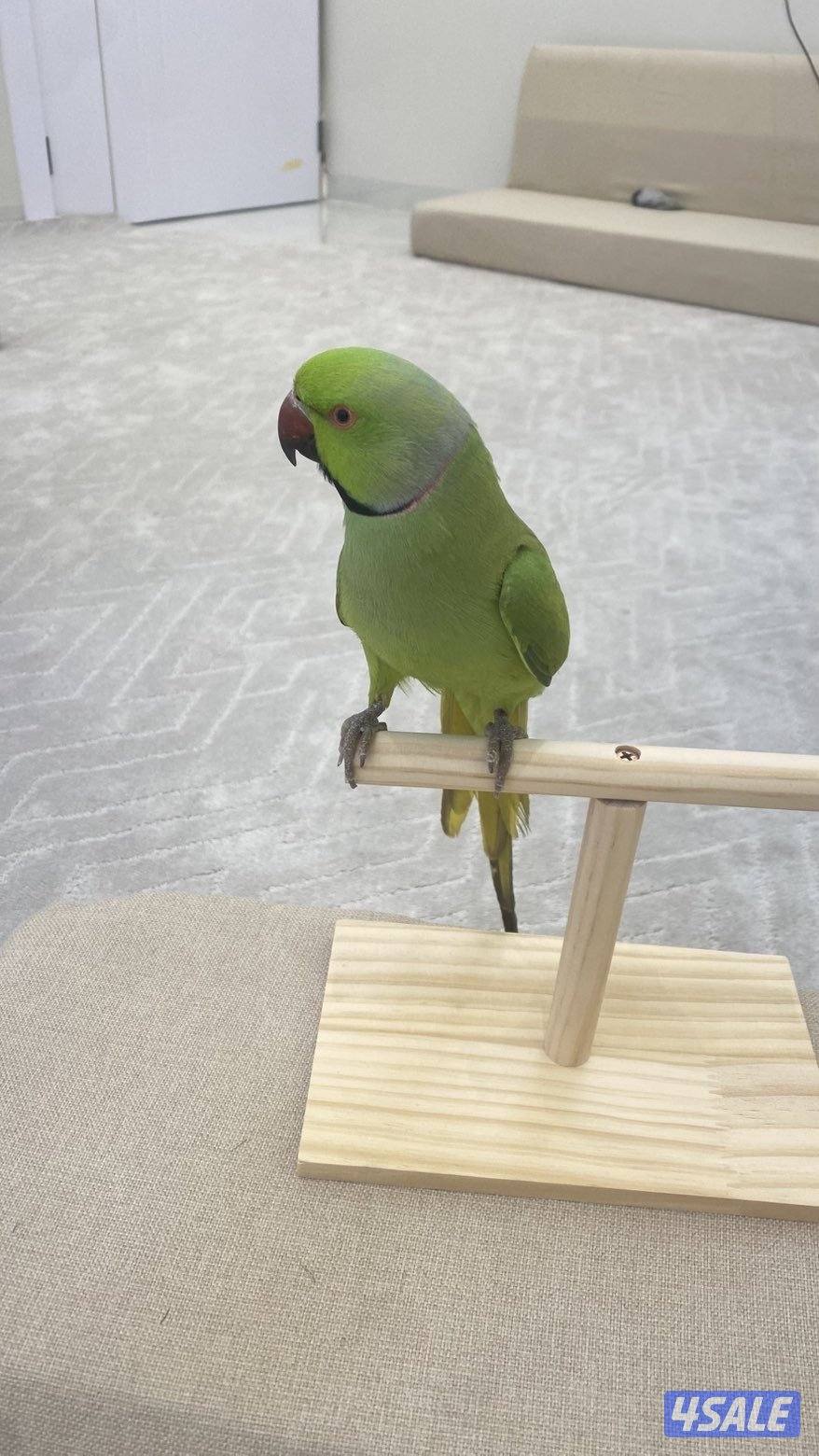 للبيع  ببغاء +زوج فشر0