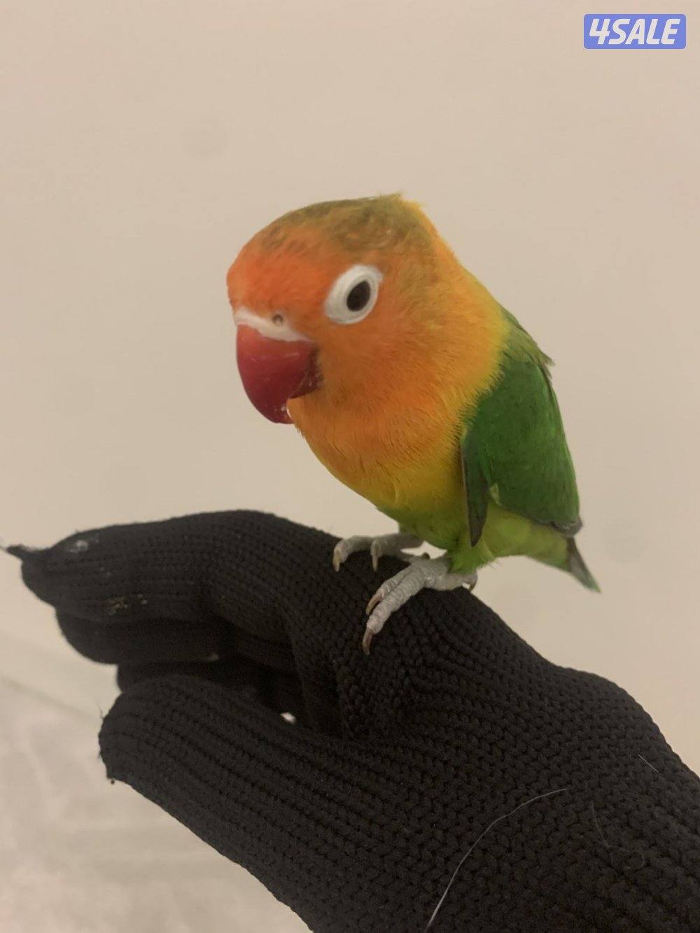 للبيع  ببغاء +زوج فشر2