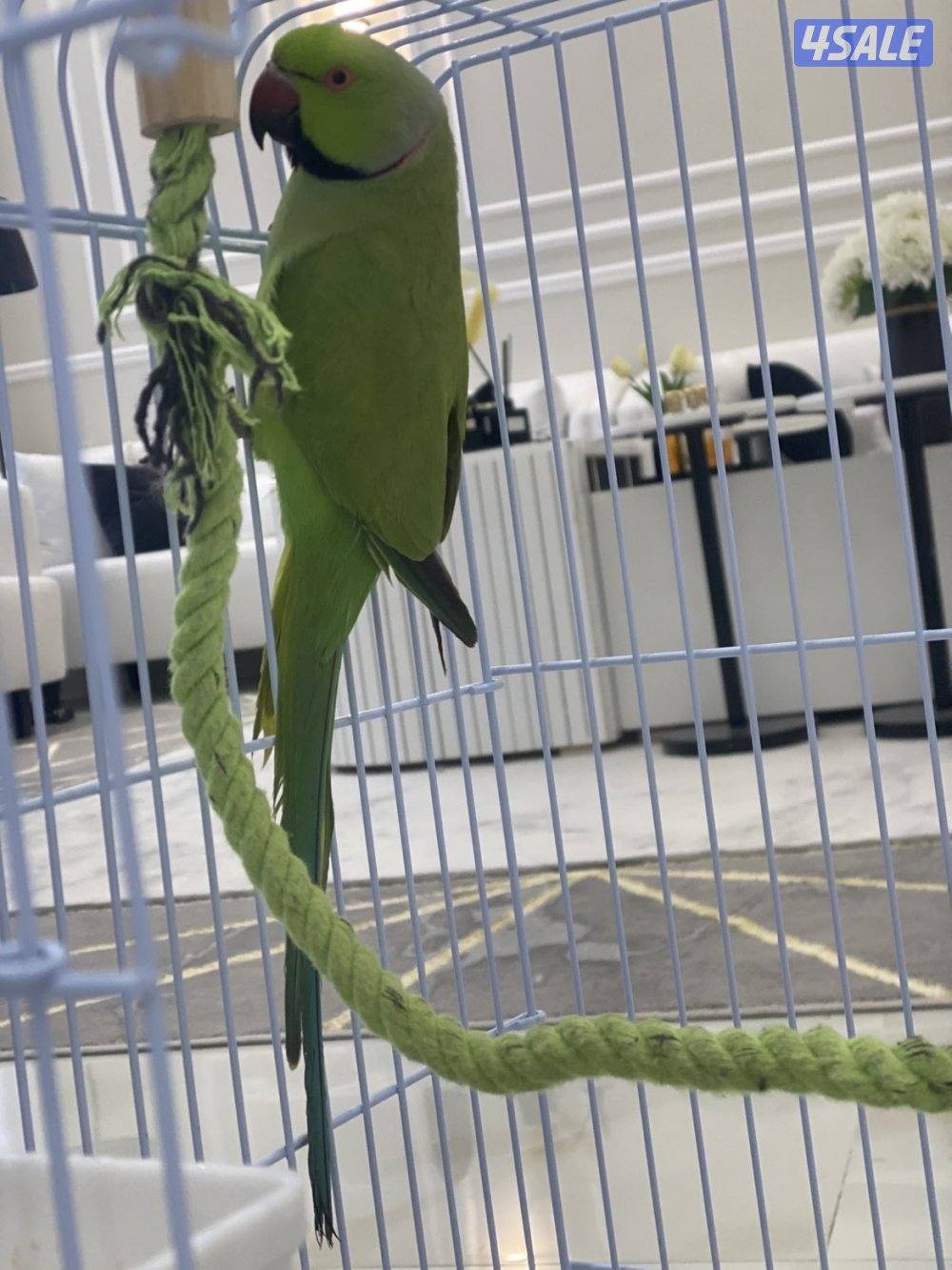 للبيع  ببغاء +زوج فشر3
