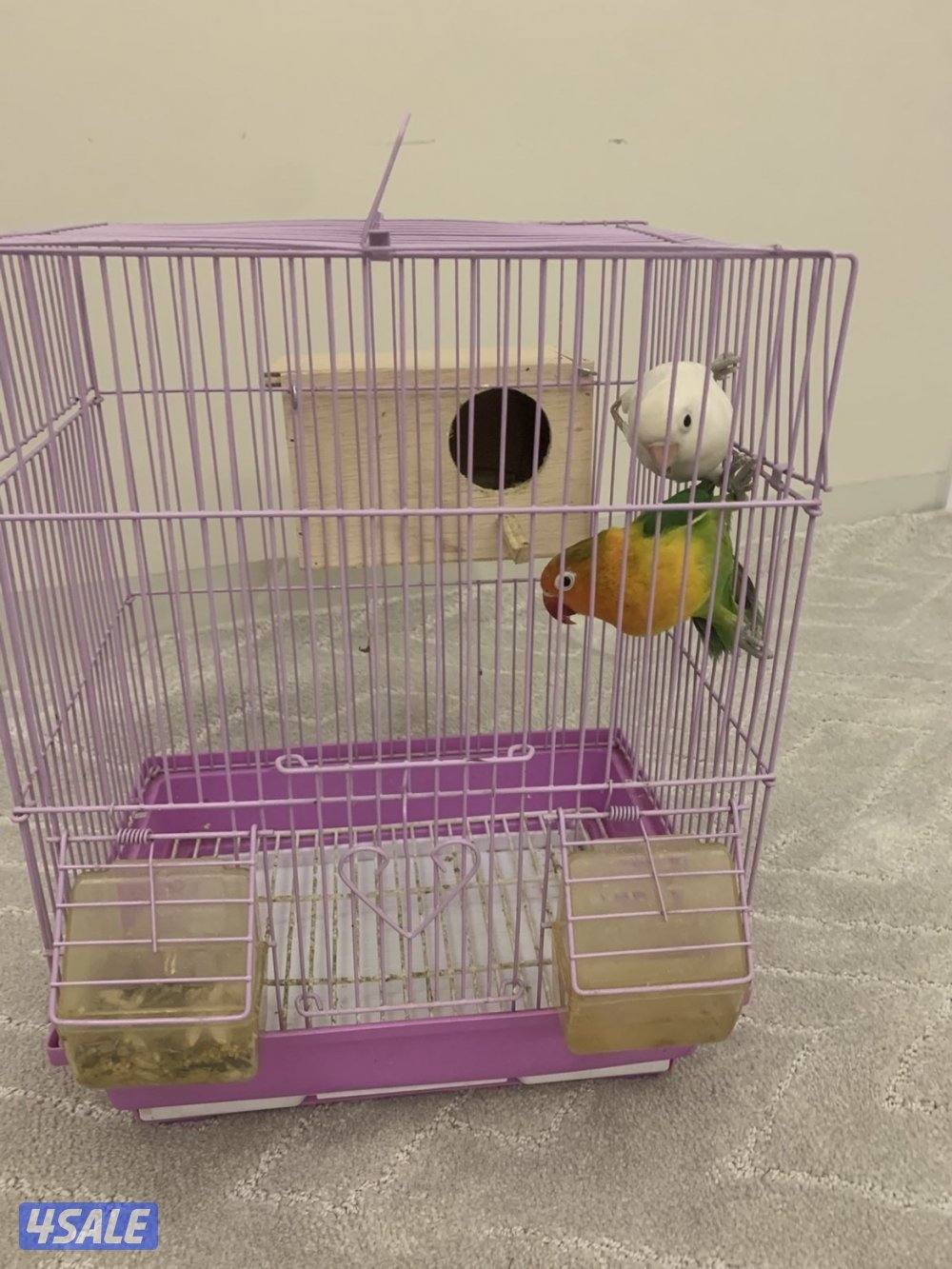 للبيع  ببغاء +زوج فشر4