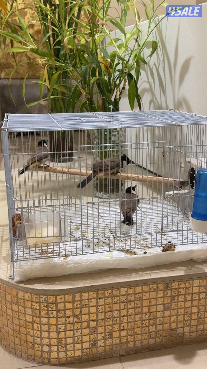 بلبل عراقي تغريد0