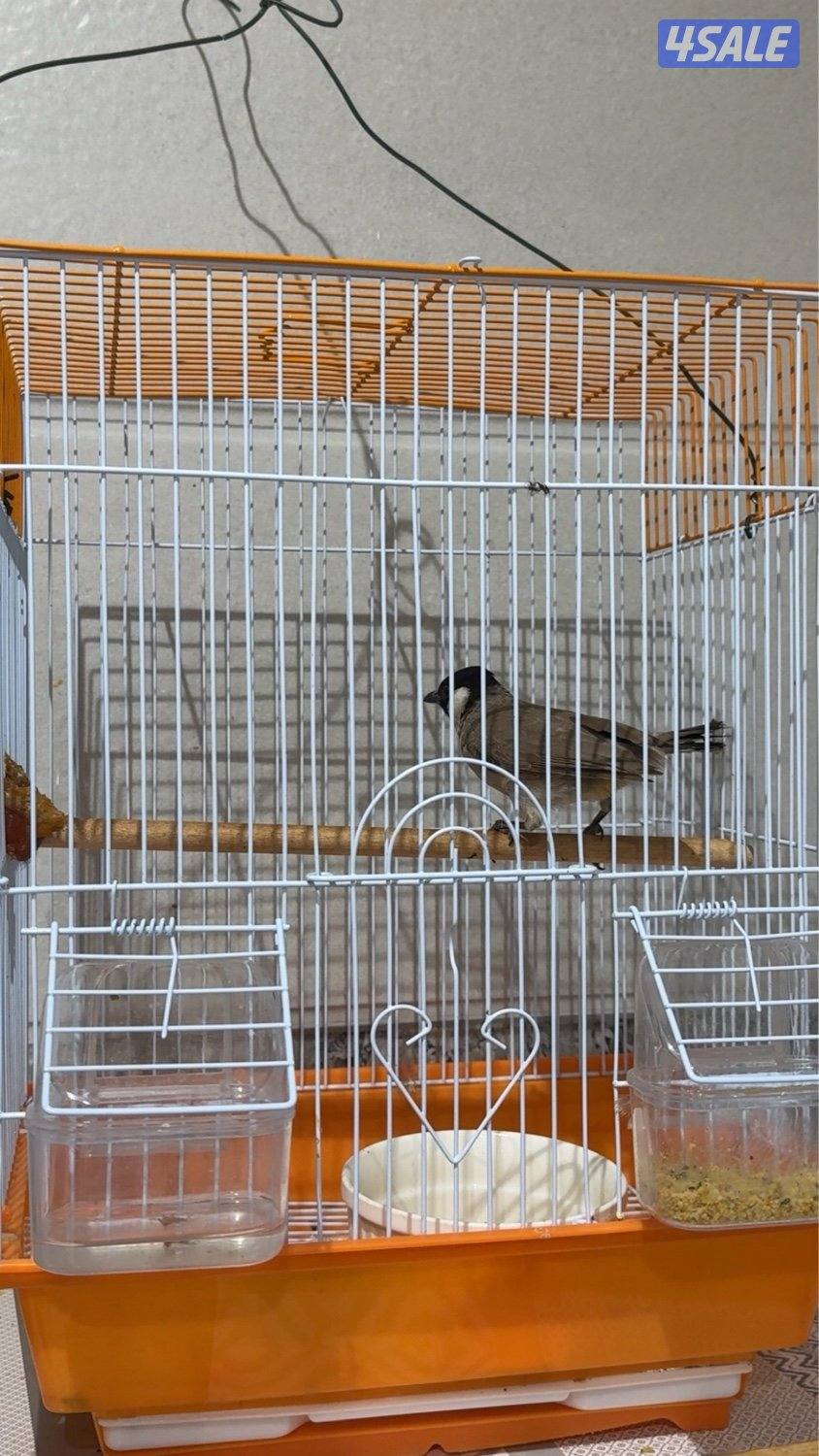 بلبل عراقي تغريد1