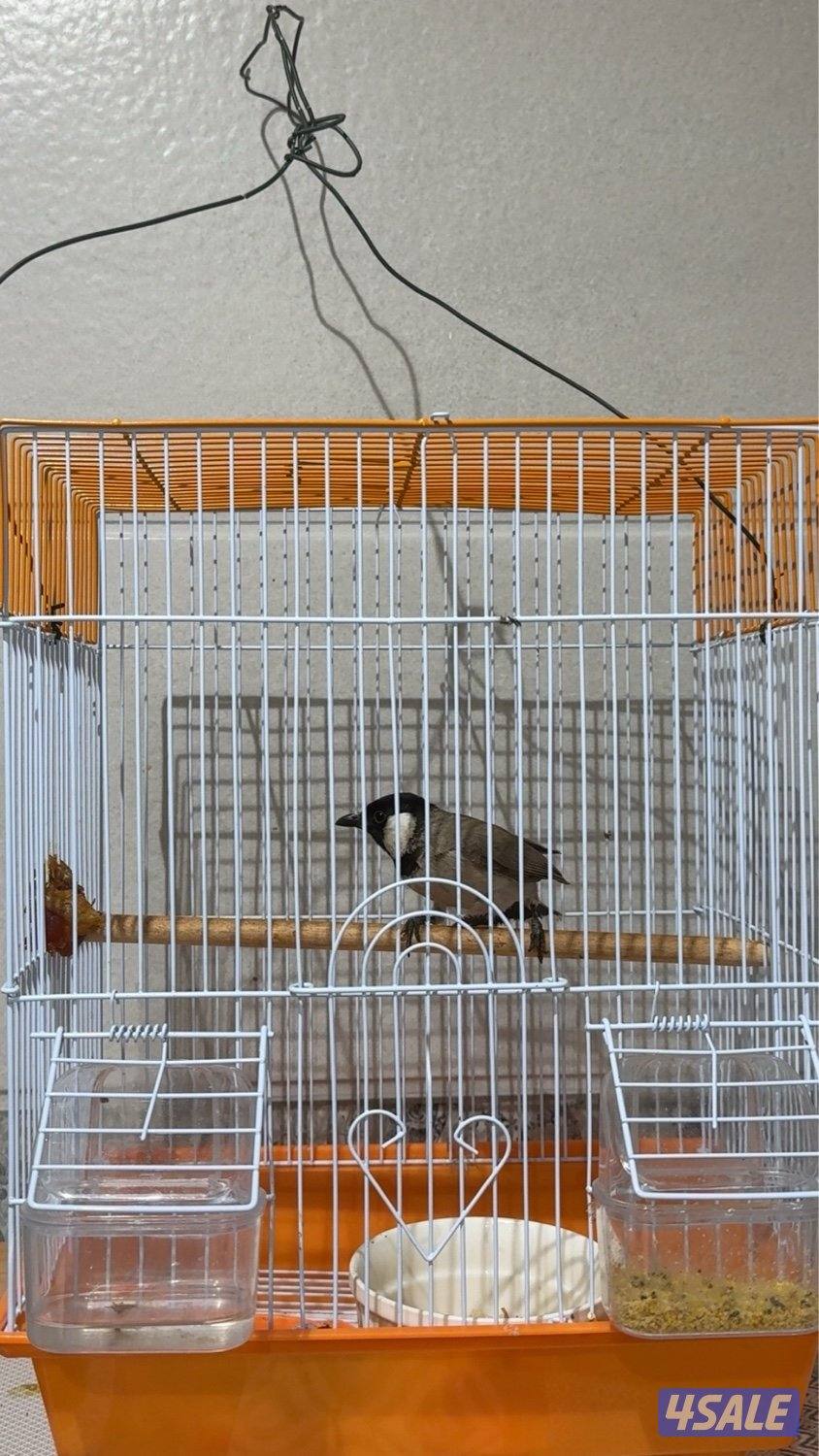 بلبل عراقي تغريد2