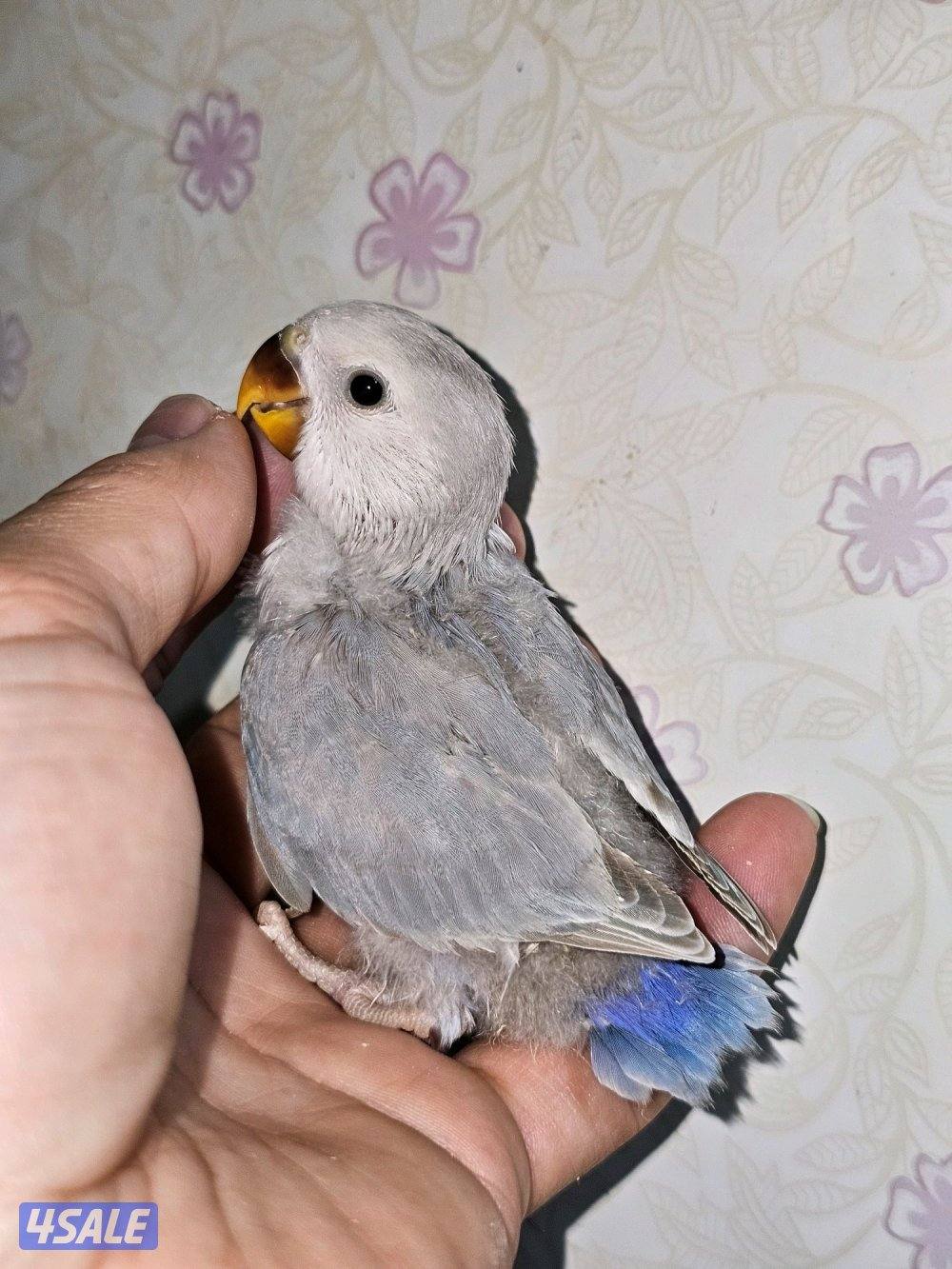 فروخ لوفبيرد روز عس ونهاية عس وفروخ هوقو نهاية عس0