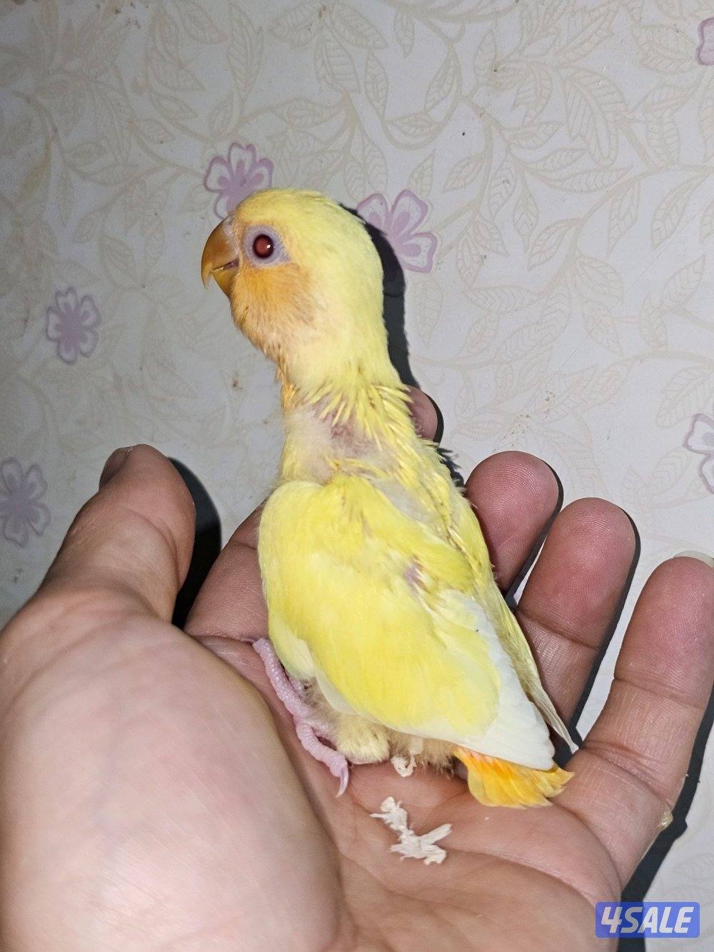 فروخ لوفبيرد روز عس ونهاية عس وفروخ هوقو نهاية عس2