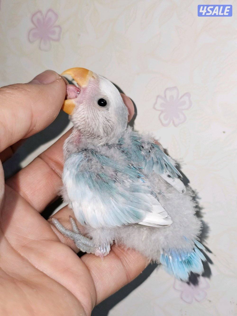 فروخ لوفبيرد روز عس ونهاية عس وفروخ هوقو نهاية عس3