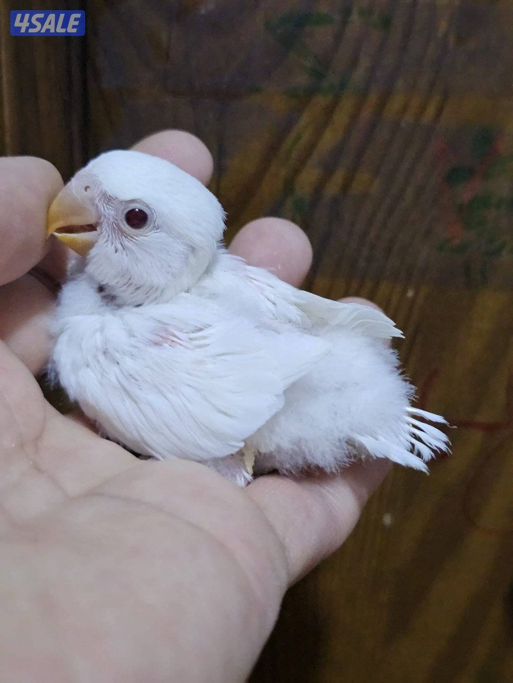 فروخ لوفبيرد روز عس ونهاية عس وفروخ هوقو نهاية عس4