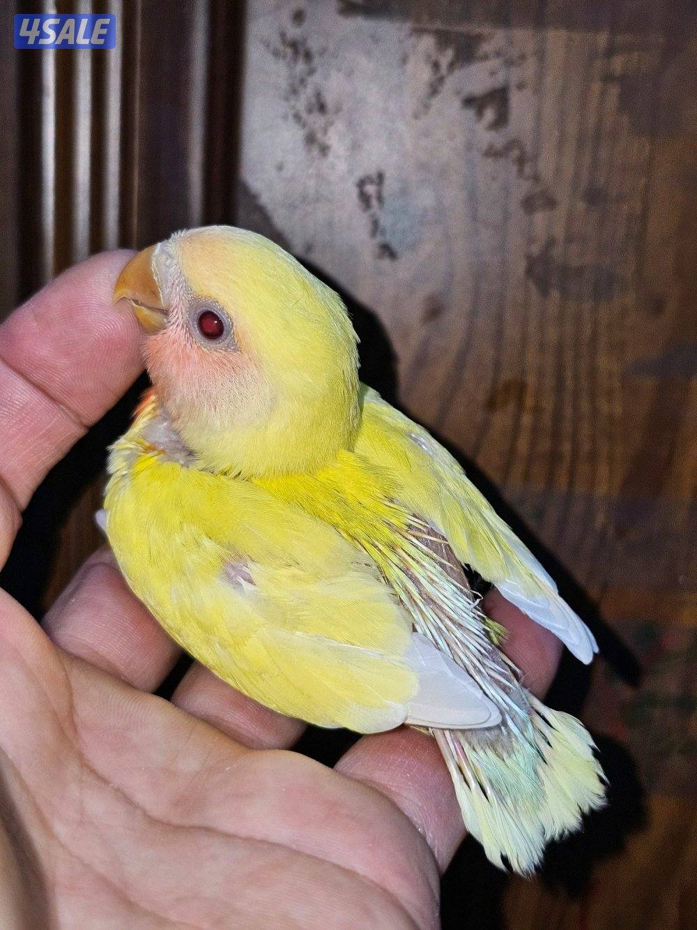 فروخ لوفبيرد روز عس ونهاية عس وفروخ هوقو نهاية عس5