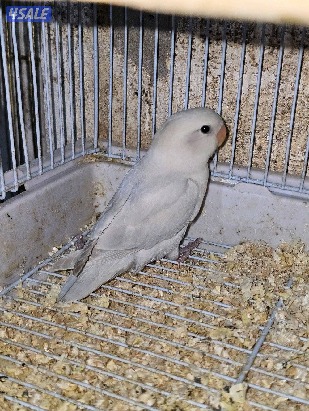 فروخ لوفبيرد روز عس ونهاية عس وفروخ هوقو نهاية عس6