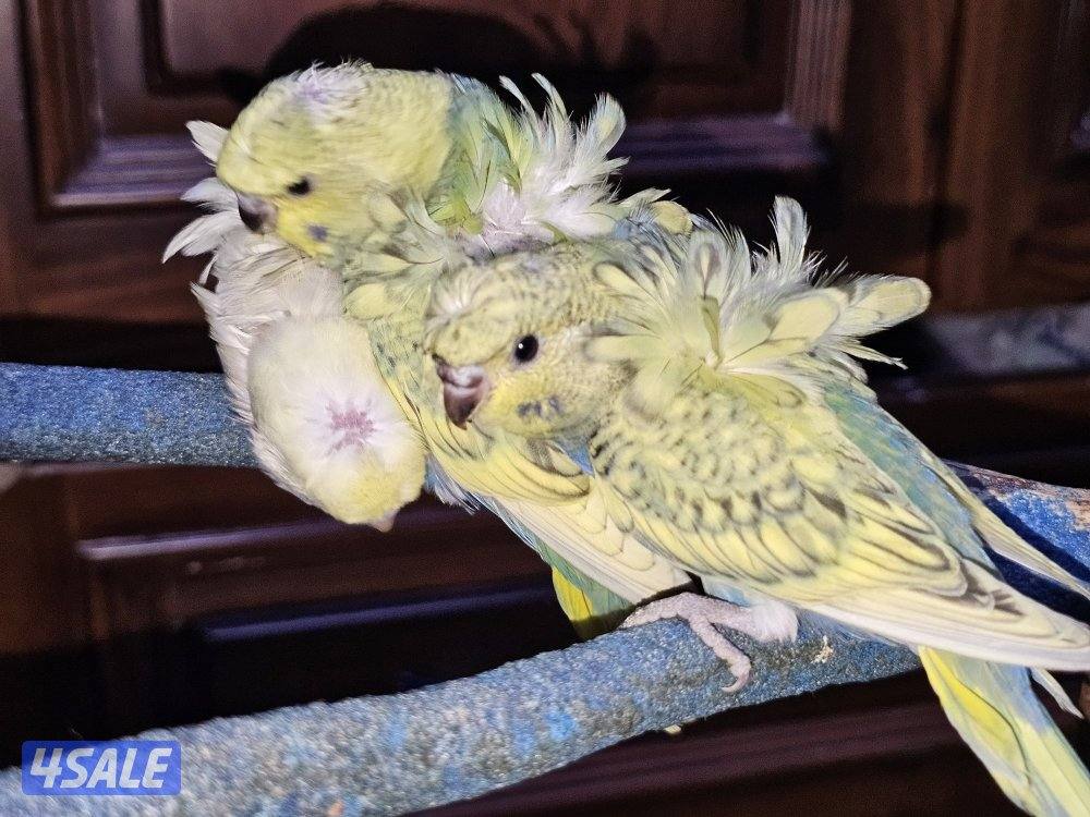 فروخ لوفبيرد روز عس ونهاية عس وفروخ هوقو نهاية عس7