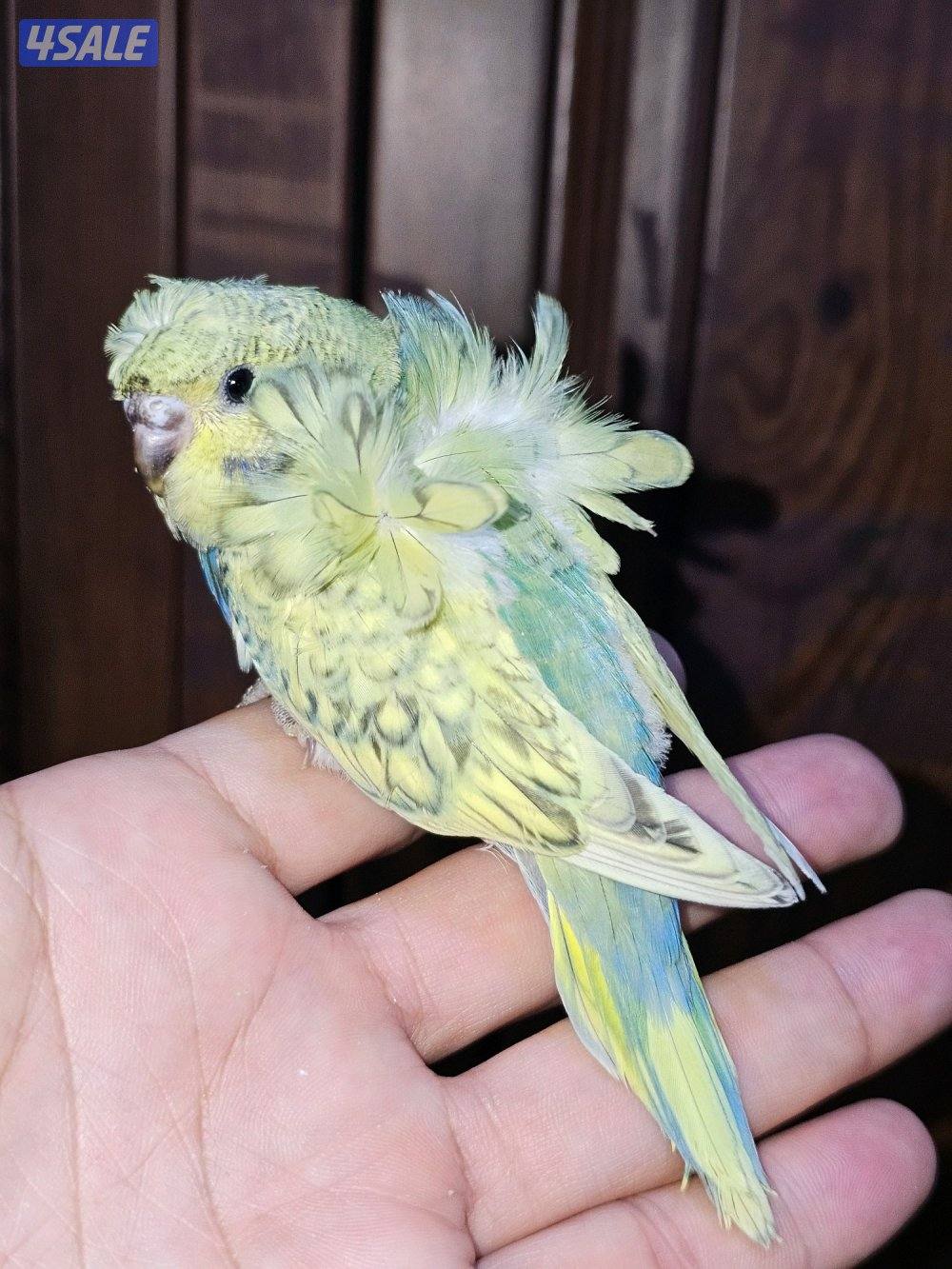 فروخ لوفبيرد روز عس ونهاية عس وفروخ هوقو نهاية عس8