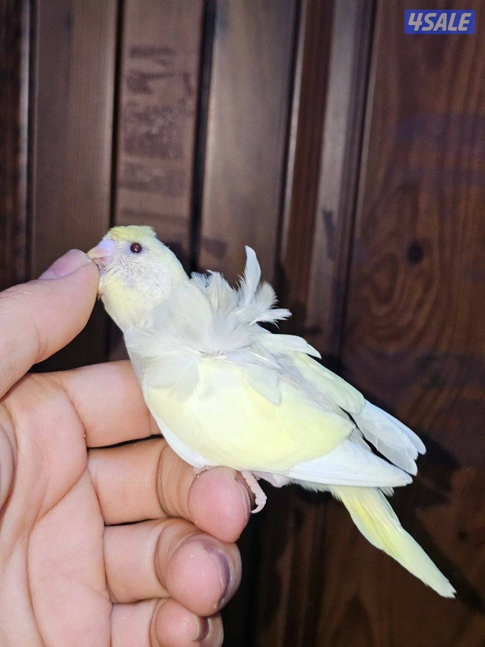 فروخ لوفبيرد روز عس ونهاية عس وفروخ هوقو نهاية عس9