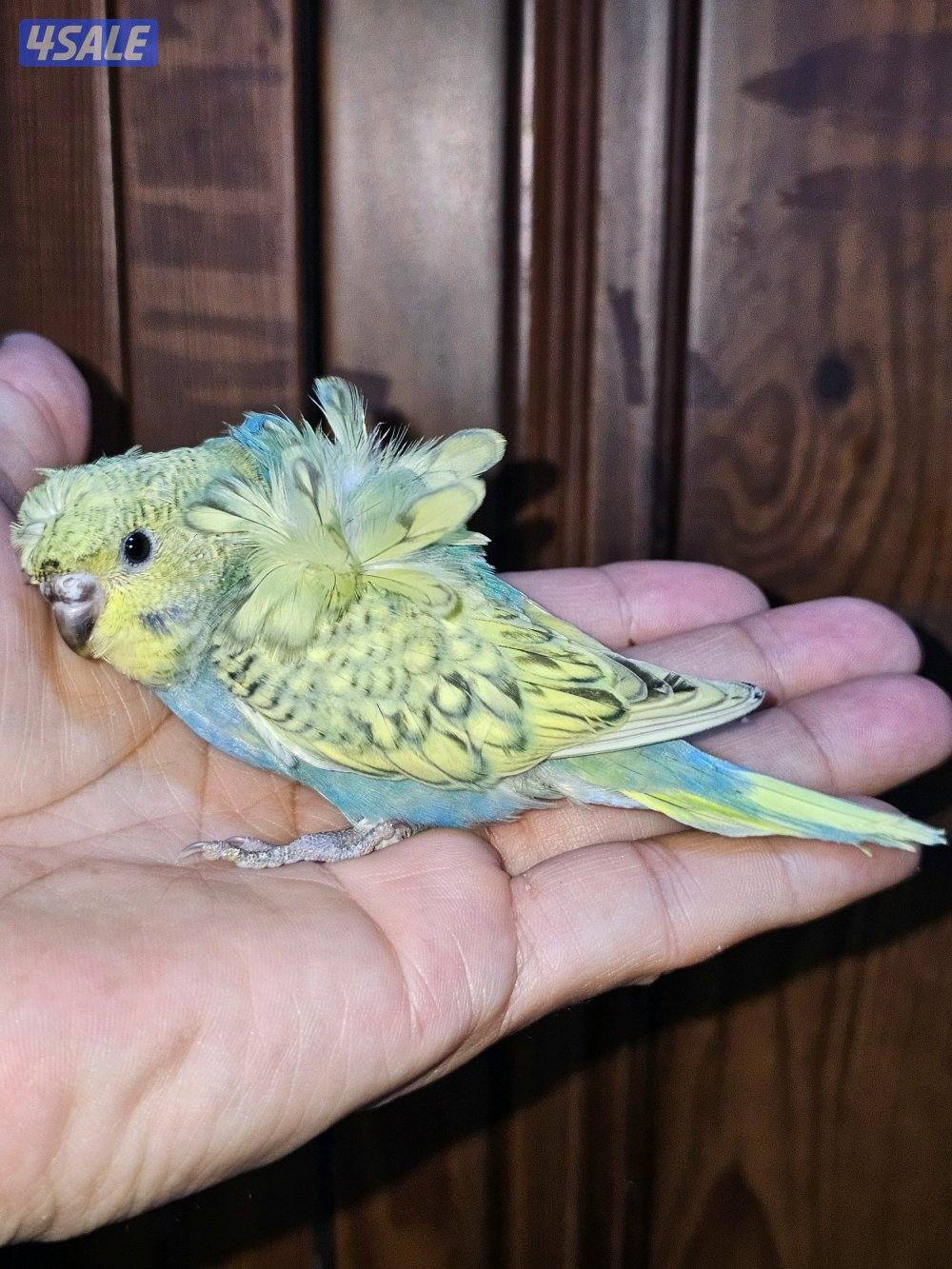 فروخ لوفبيرد روز عس ونهاية عس وفروخ هوقو نهاية عس10