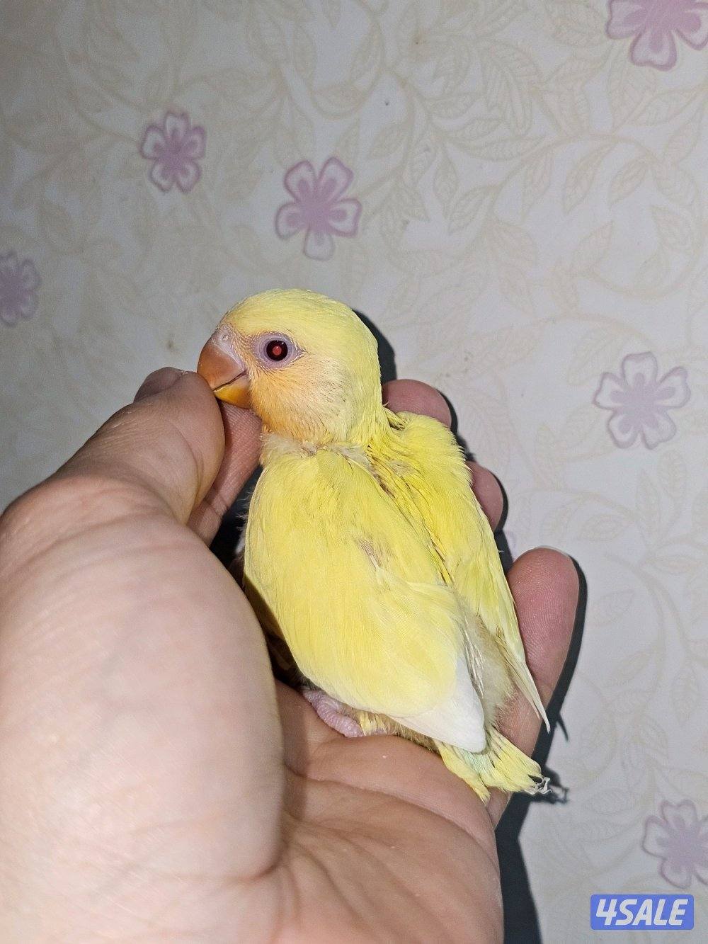 فروخ لوفبيرد روز عس ونهاية عس وفروخ هوقو نهاية عس11