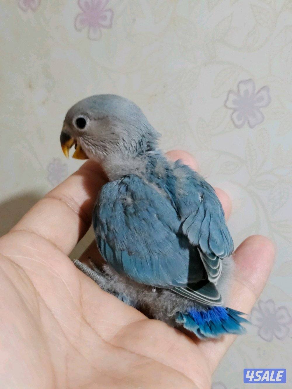 فروخ لوفبيرد روز عس ونهاية عس وفروخ هوقو نهاية عس12