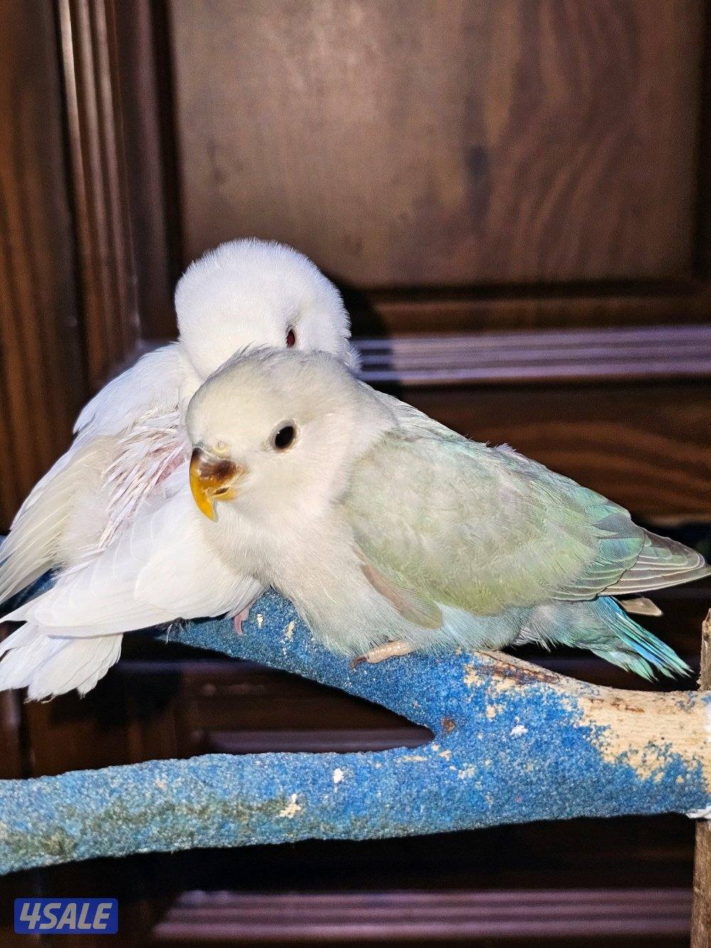 فروخ لوفبيرد روز عس ونهاية عس وفروخ هوقو نهاية عس13