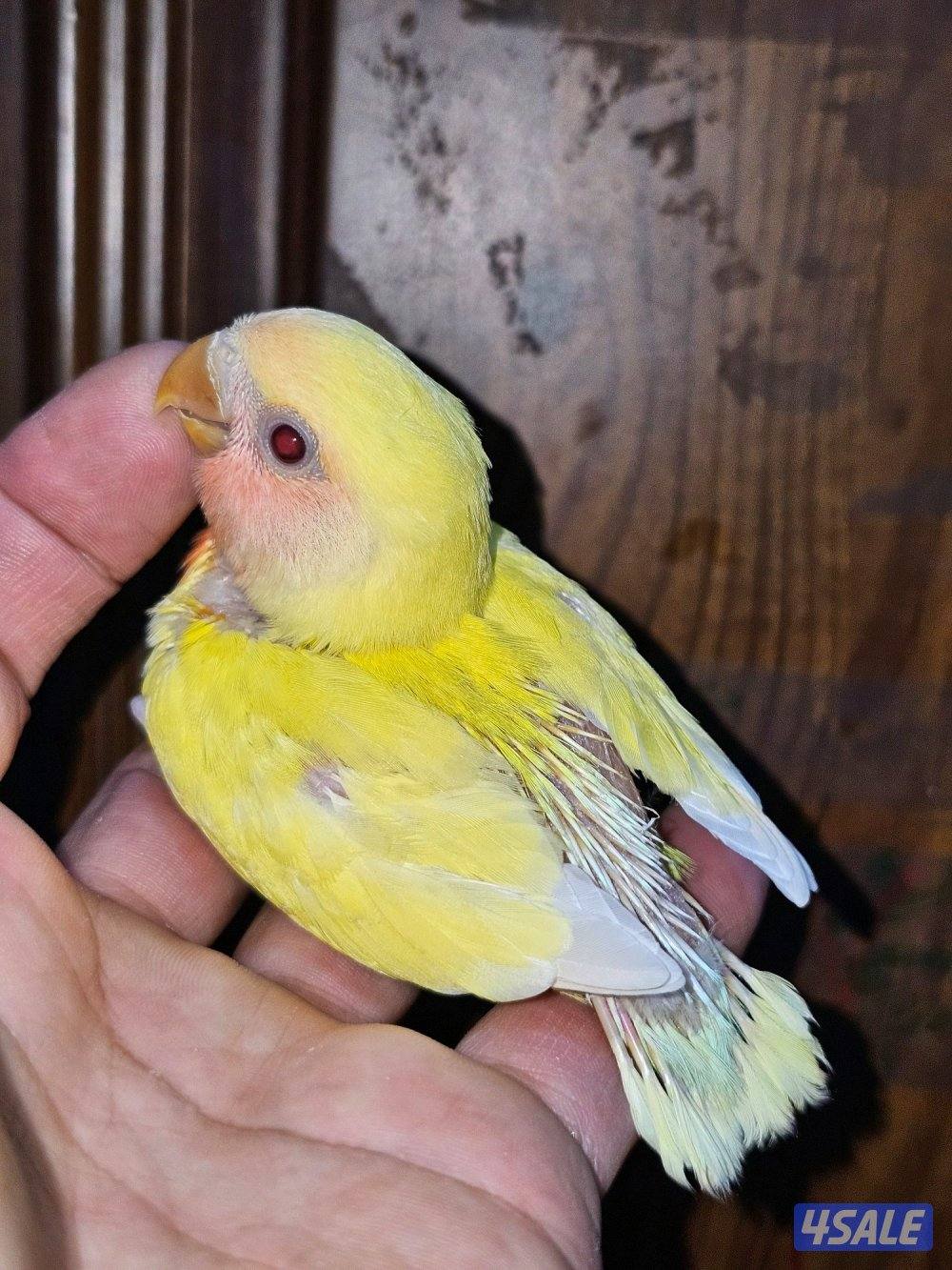 فروخ لوفبيرد روز عس ونهاية عس وفروخ هوقو نهاية عس15