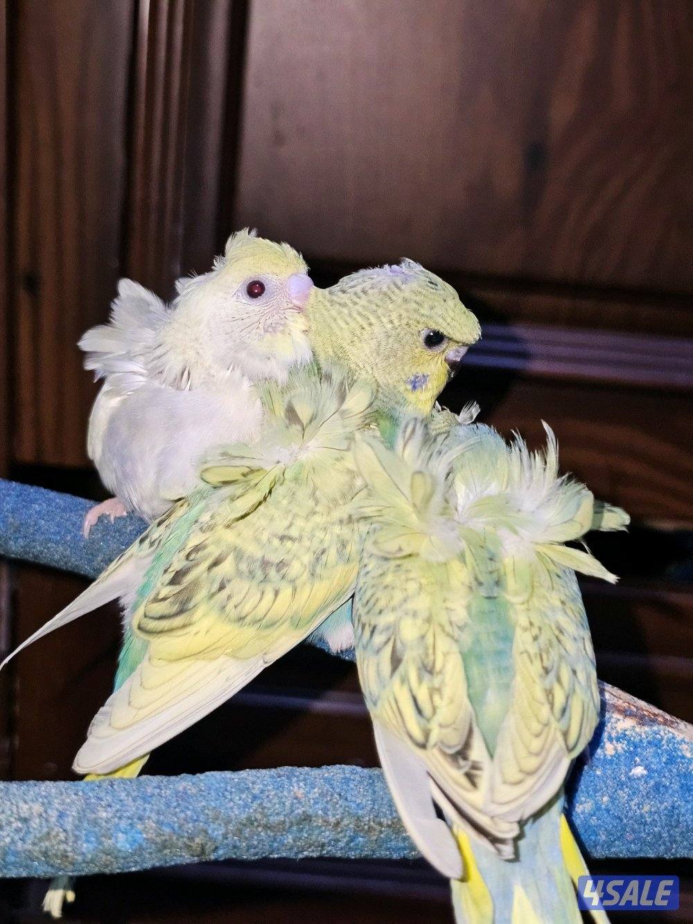 فروخ لوفبيرد روز عس ونهاية عس وفروخ هوقو نهاية عس14