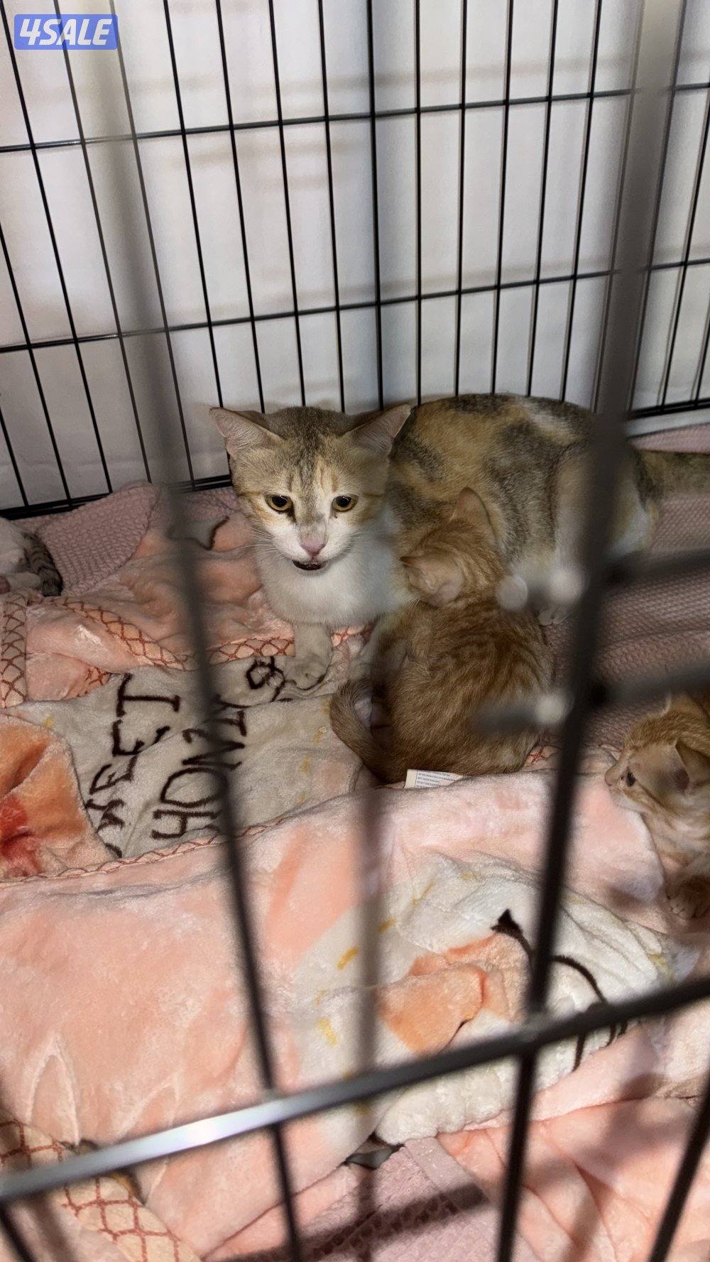 قطط للتبني أم و ٤ عيال ماكملو شهر0