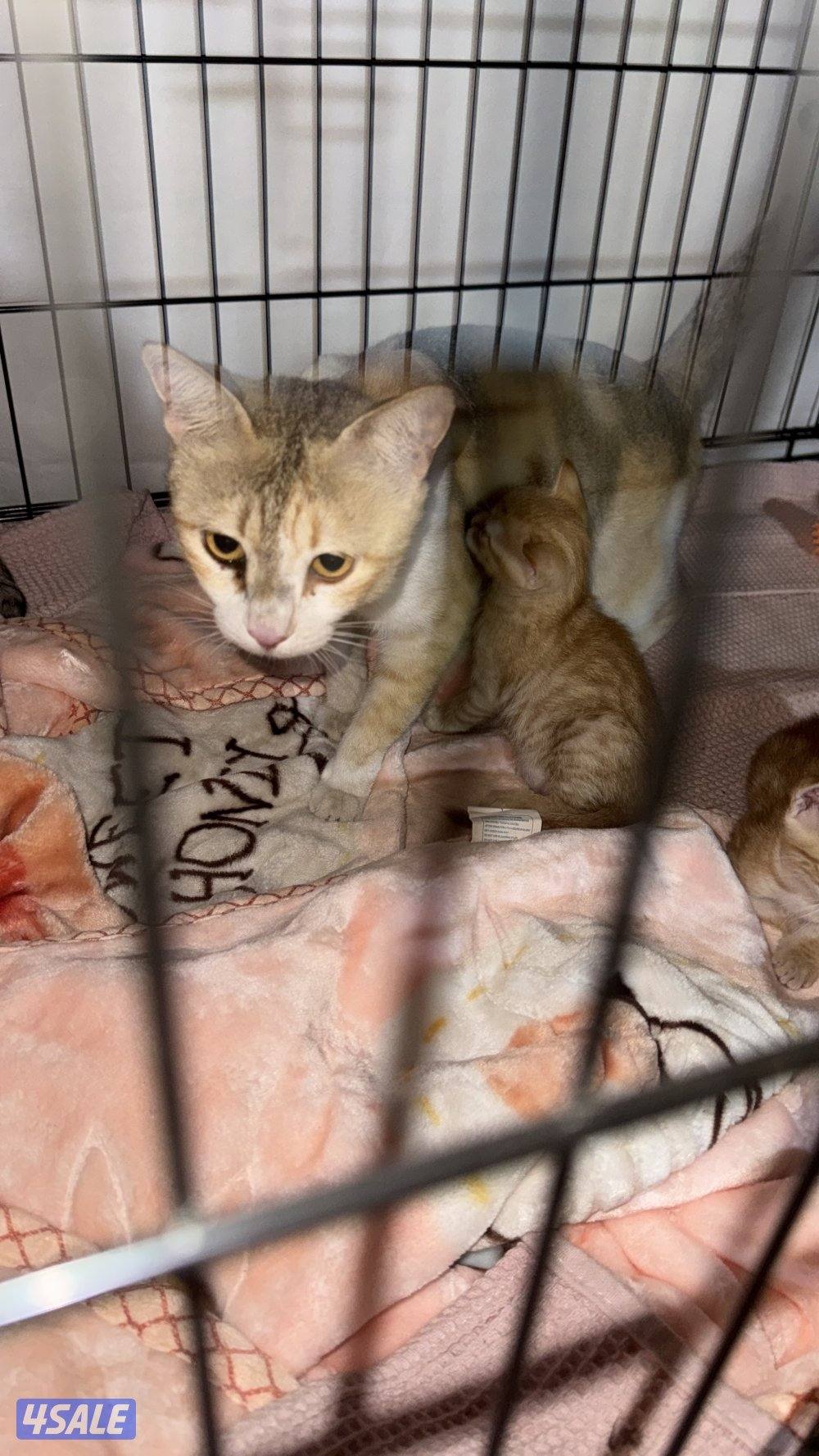 قطط للتبني أم و ٤ عيال ماكملو شهر1
