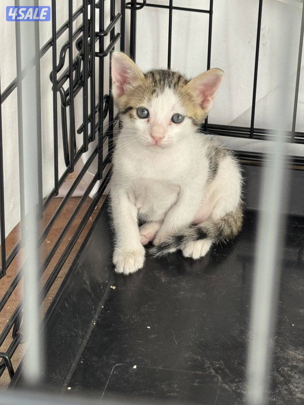 قطط للتبني أم و ٤ عيال ماكملو شهر2