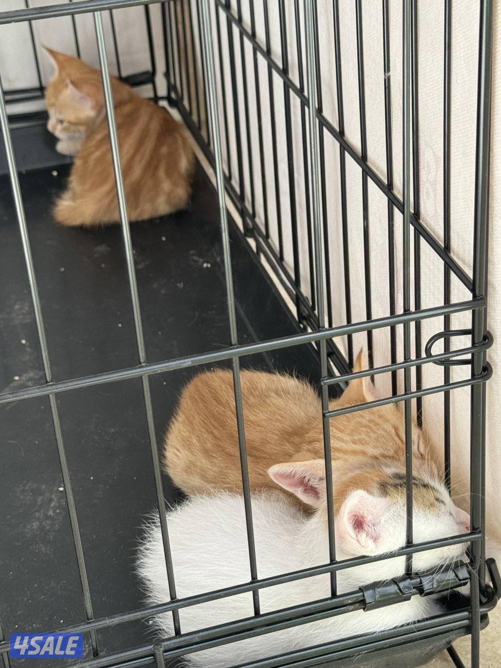 قطط للتبني أم و ٤ عيال ماكملو شهر3