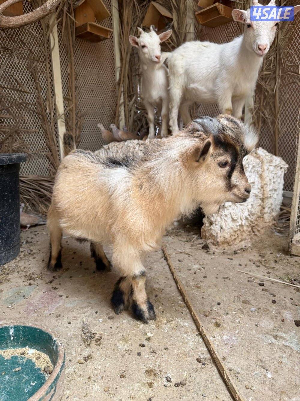 للبيع جيكيات تيس وجفرتين0