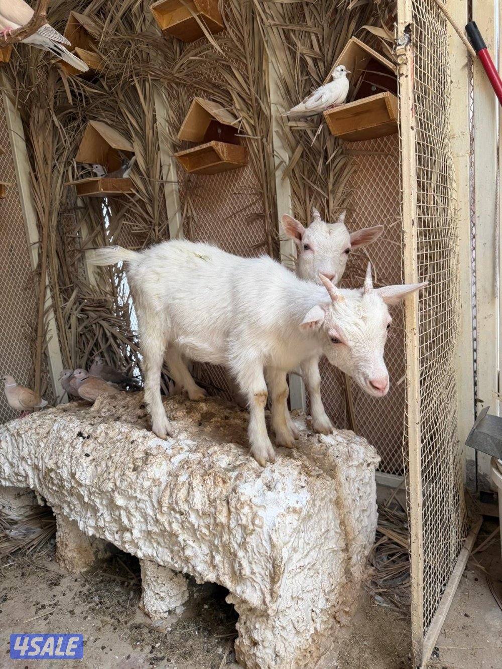 للبيع جيكيات تيس وجفرتين1