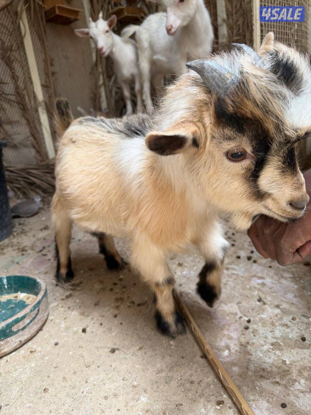 للبيع جيكيات تيس وجفرتين2