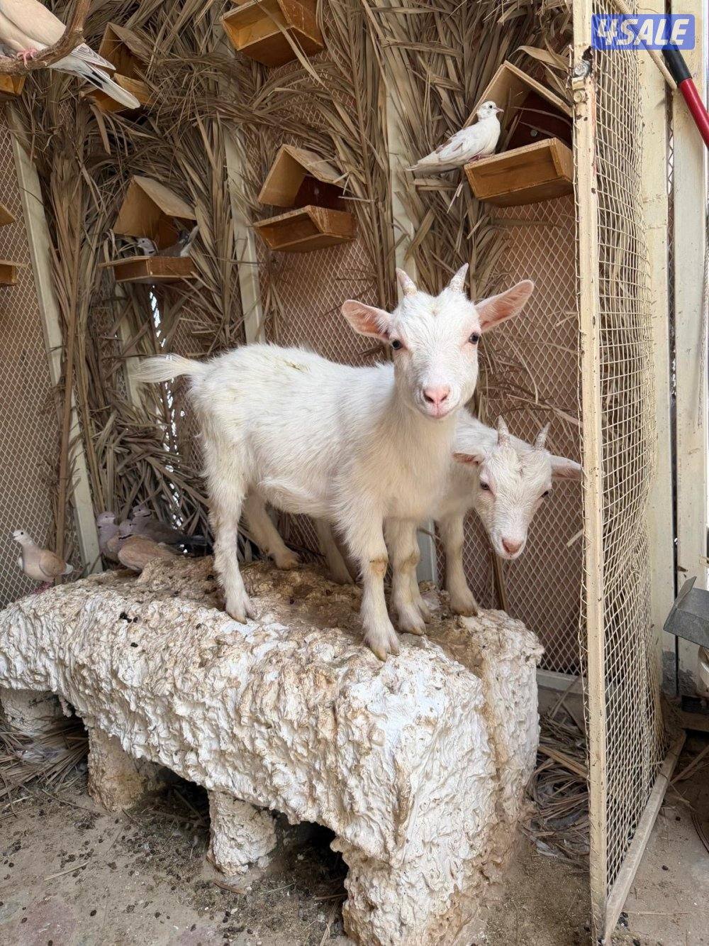 للبيع جيكيات تيس وجفرتين3