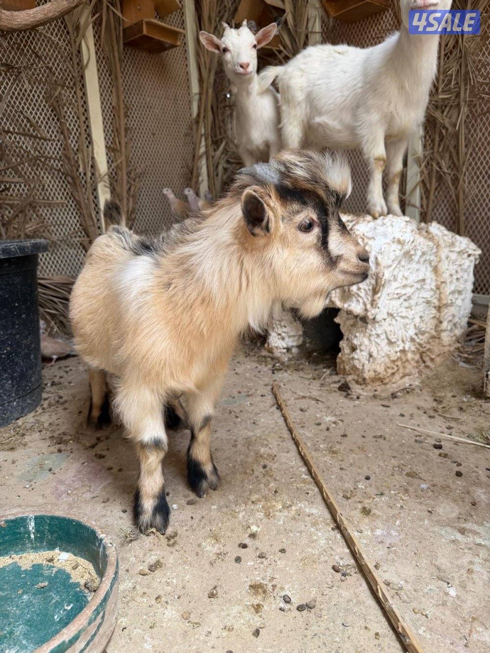 للبيع جيكيات تيس وجفرتين4