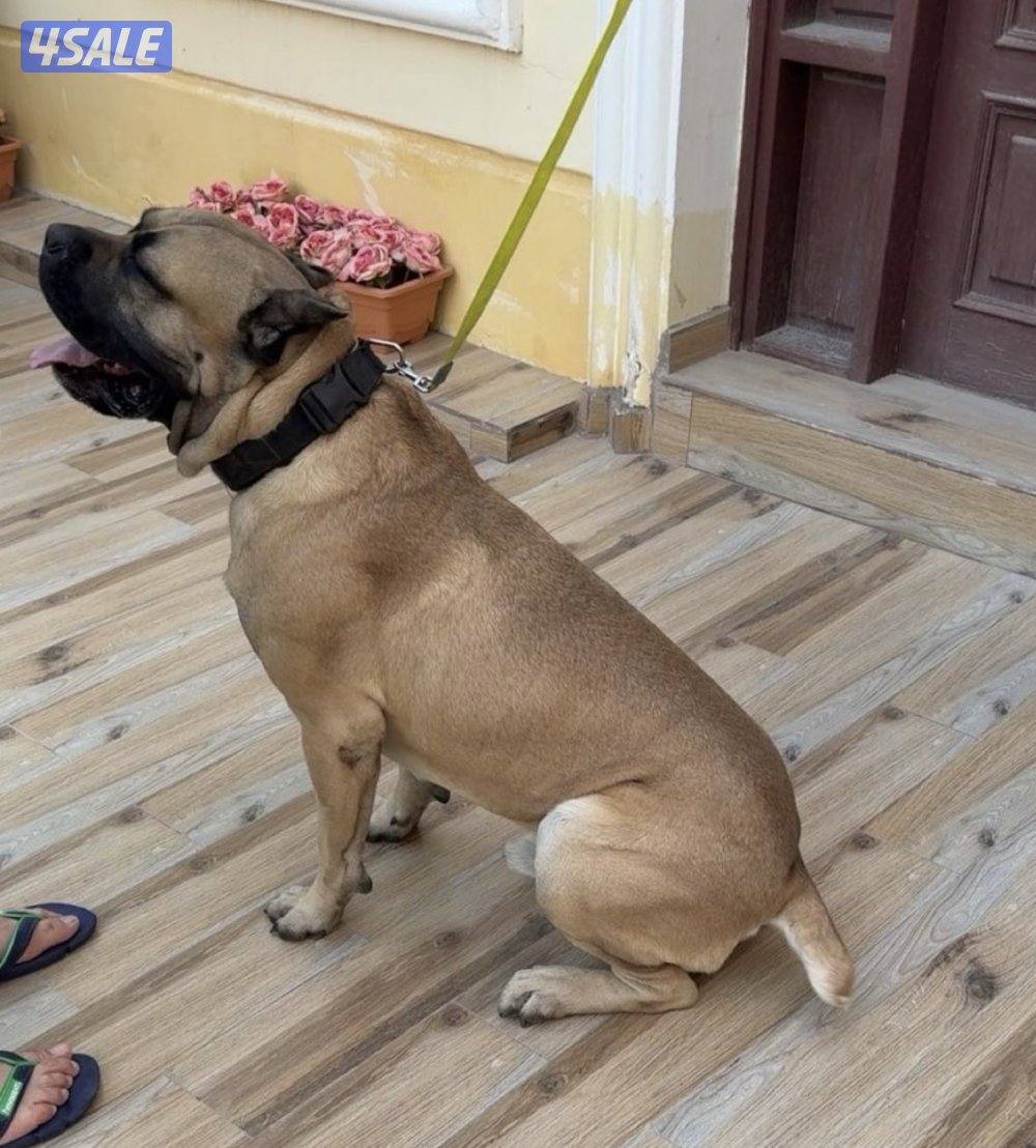 البيع كون كورسو5