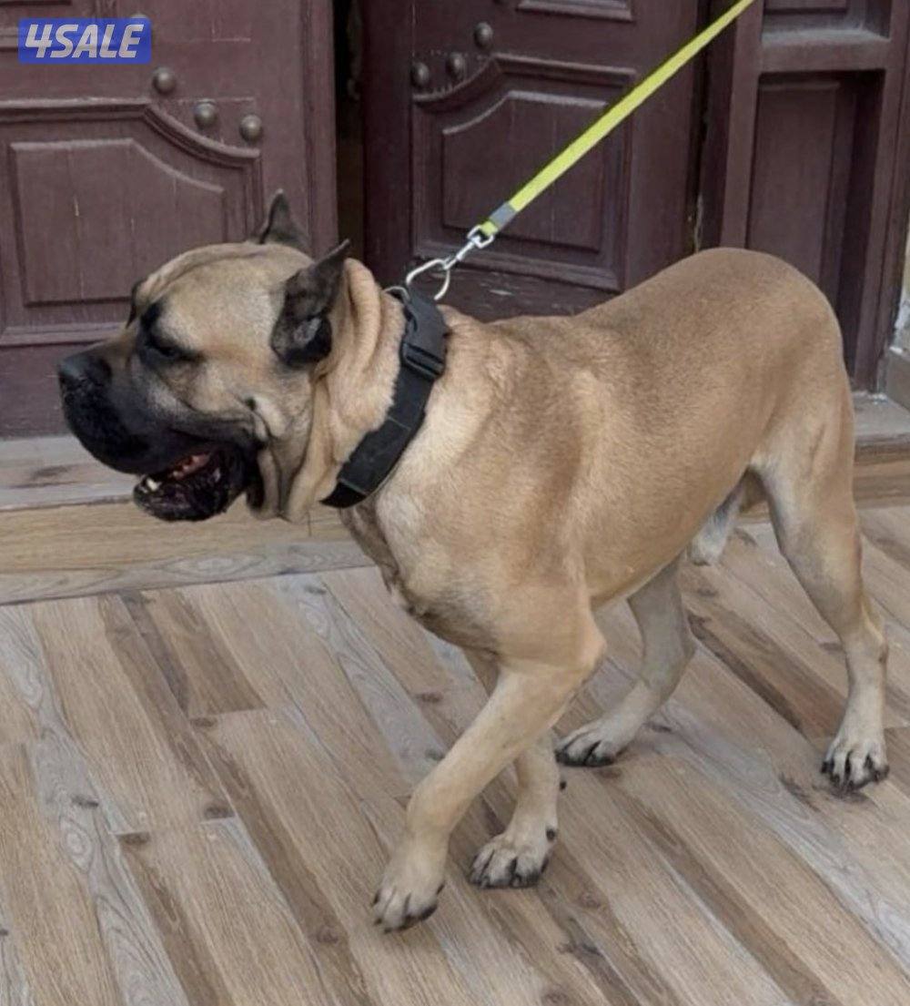 البيع كون كورسو6