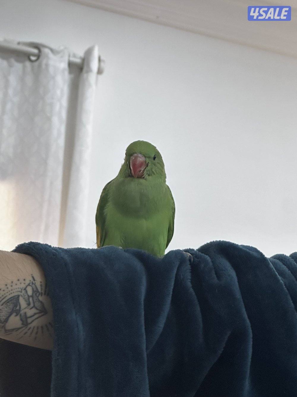 ببغاء هولندي (الدرة)0