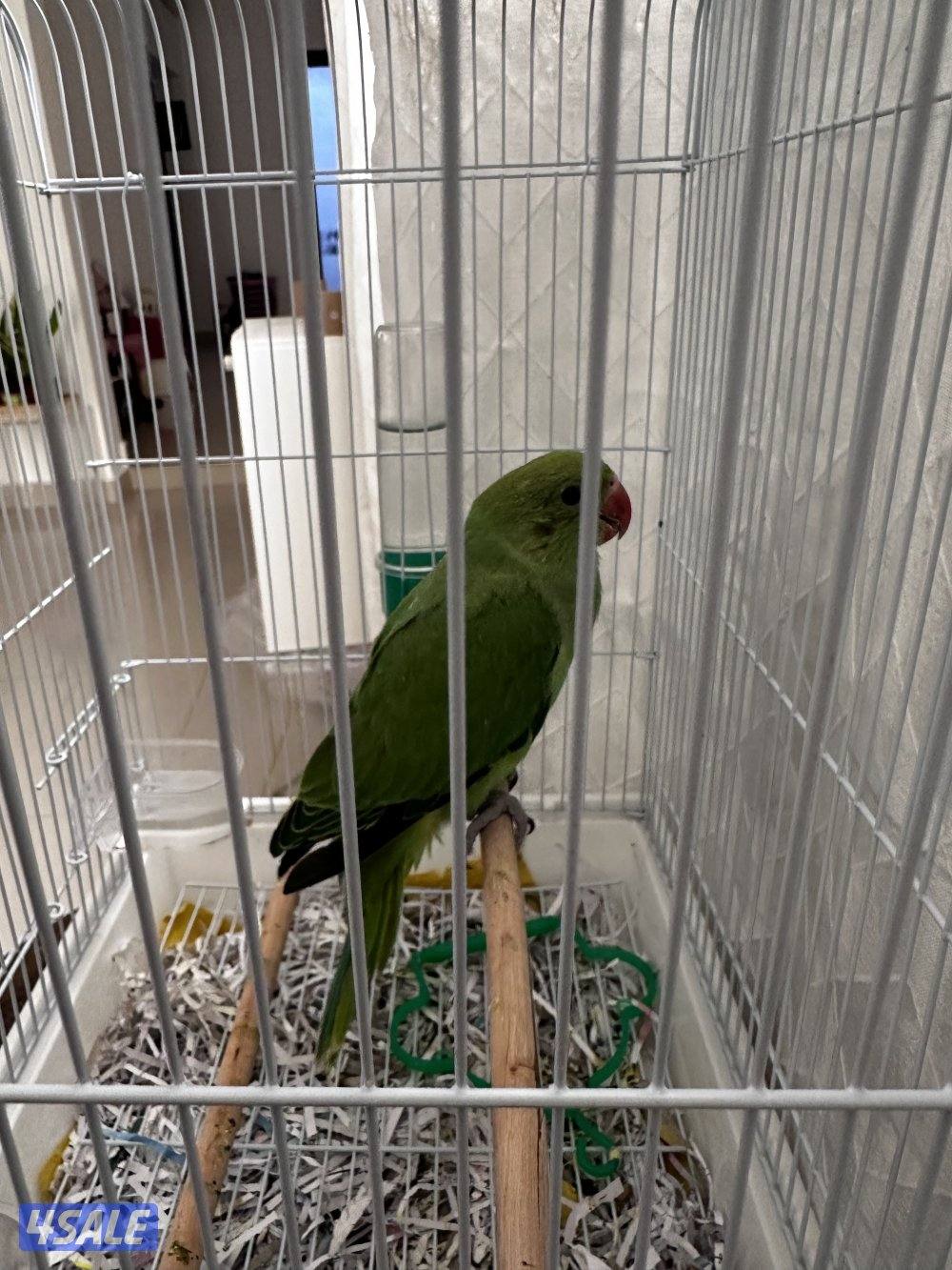 ببغاء هولندي (الدرة)1