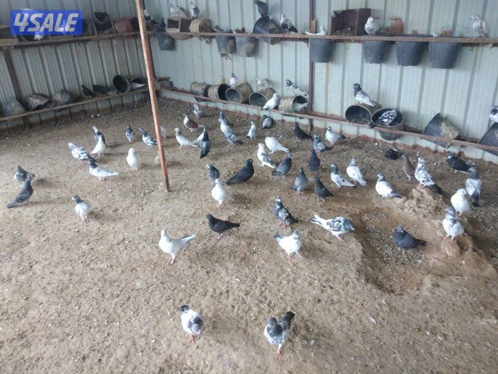 للبيع حمام زاجل  و لاحم و باكستاني  Teddy0