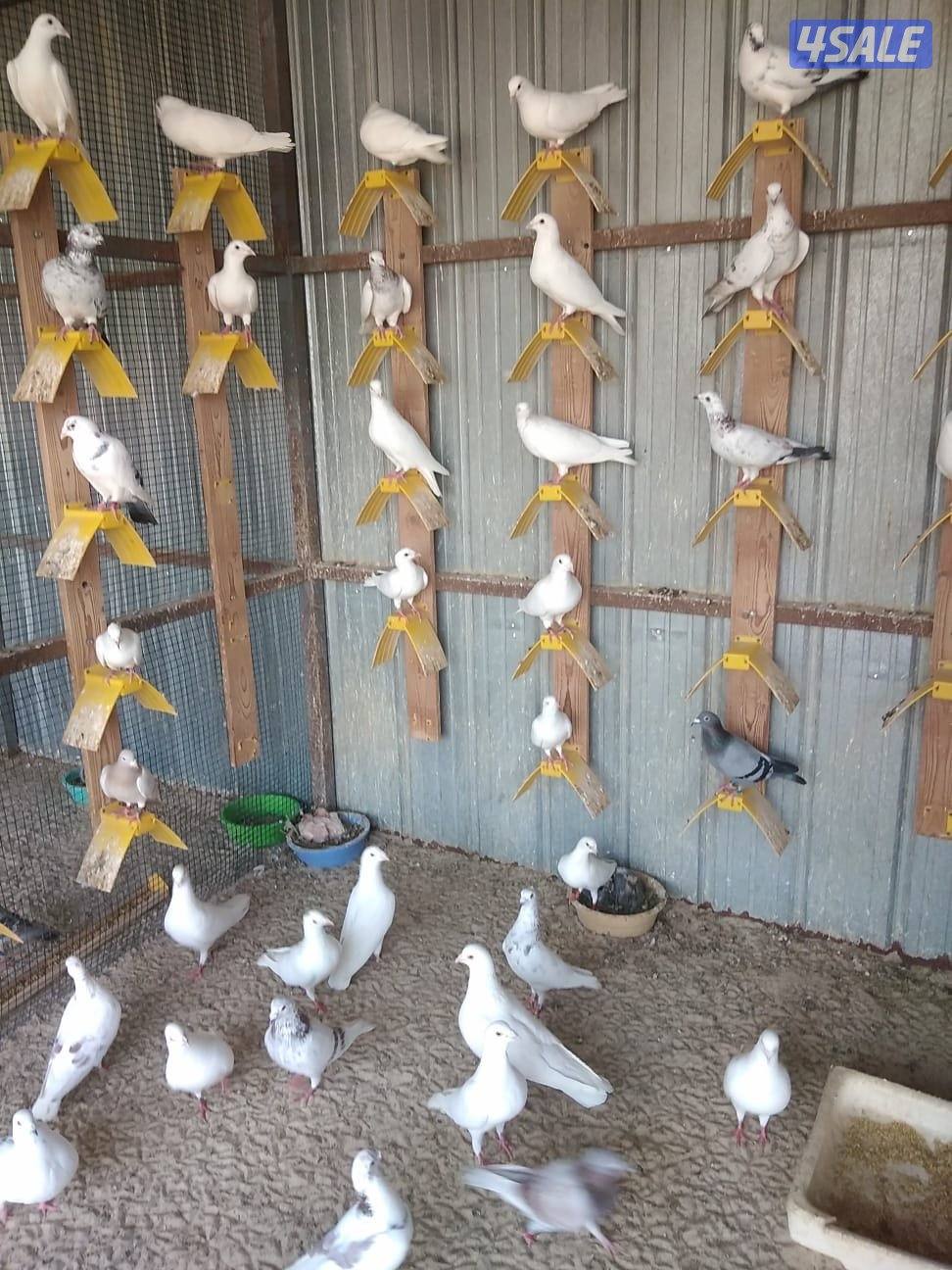 للبيع حمام زاجل  و لاحم و باكستاني  Teddy1