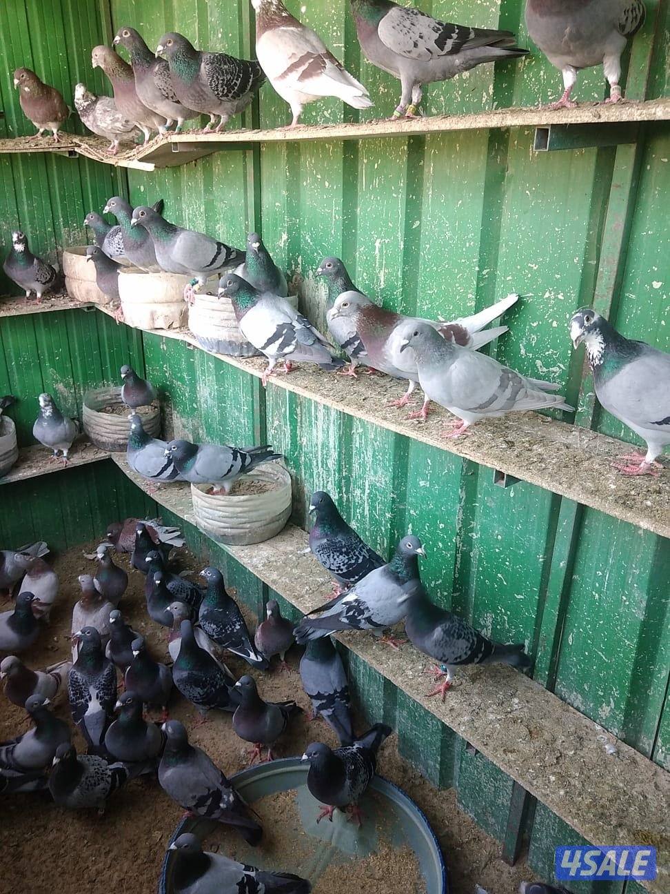 للبيع حمام زاجل  و لاحم و باكستاني  Teddy2