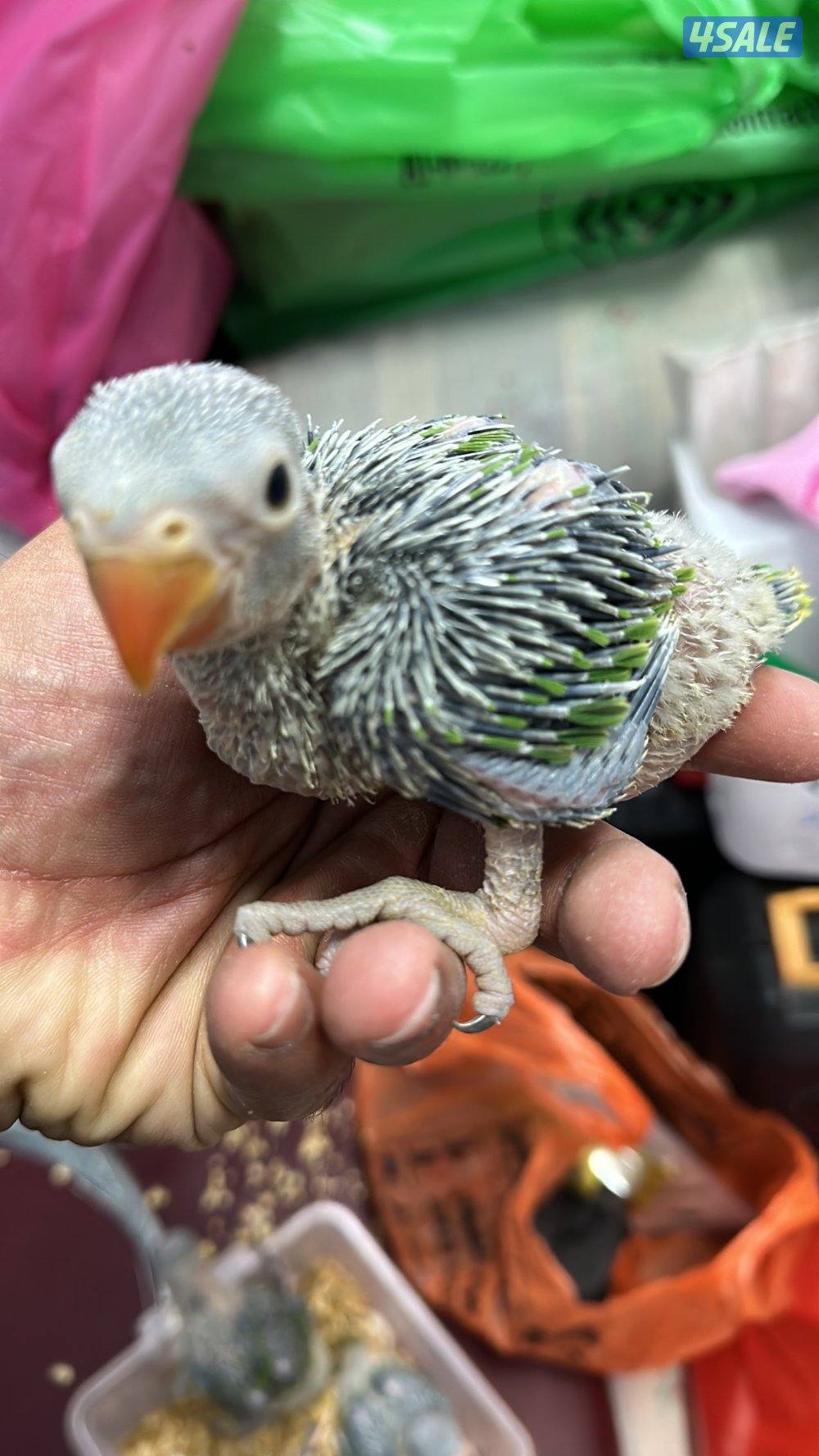 فروخ بيبي متوه هولندي عس0