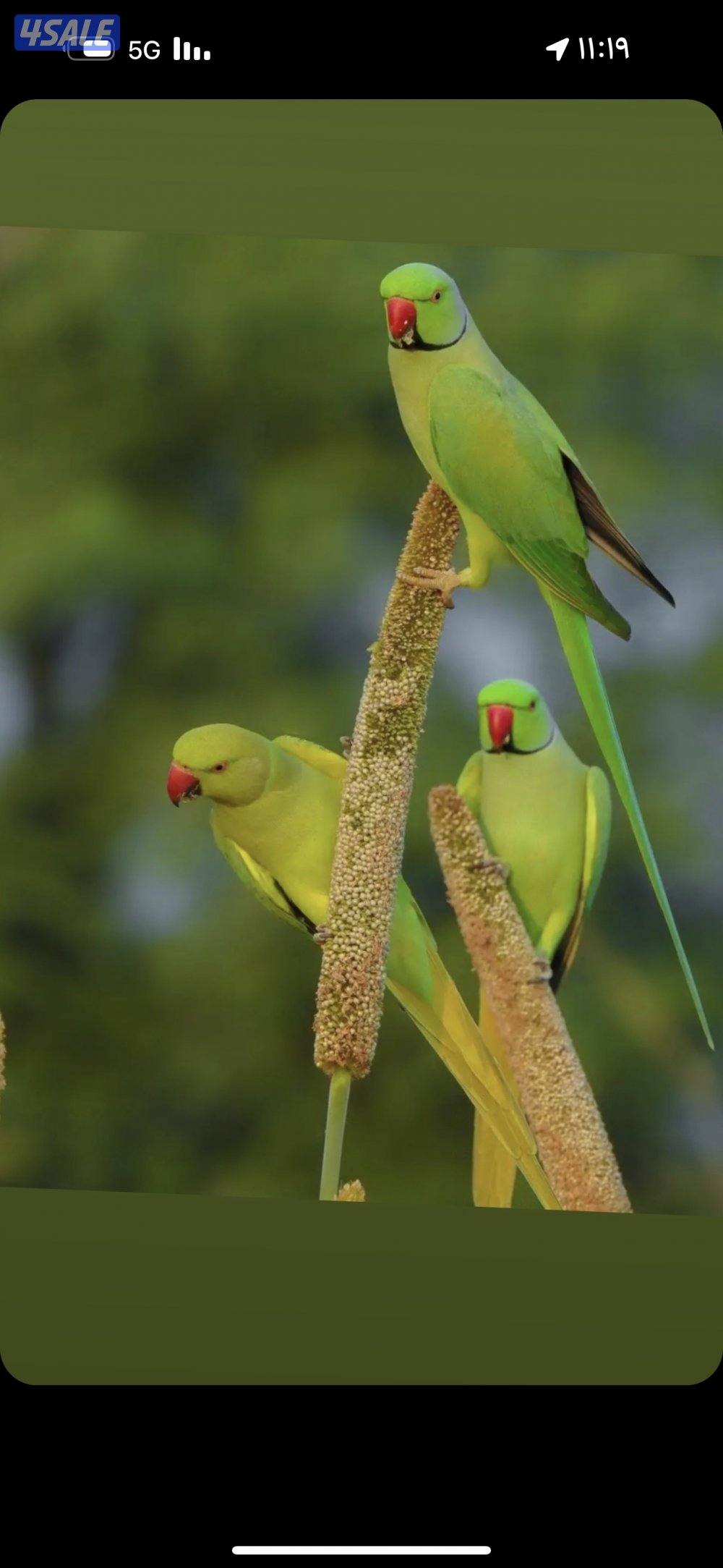 فروخ بيبي متوه هولندي عس1